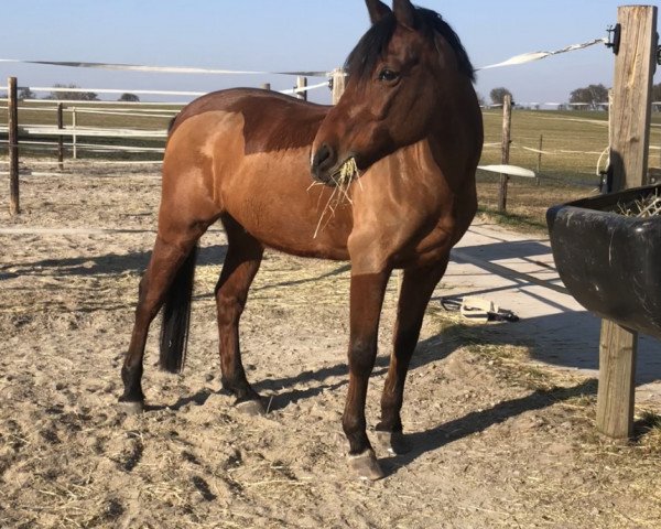 dressage horse Nugget (German Riding Pony, 2009, from Nagano)