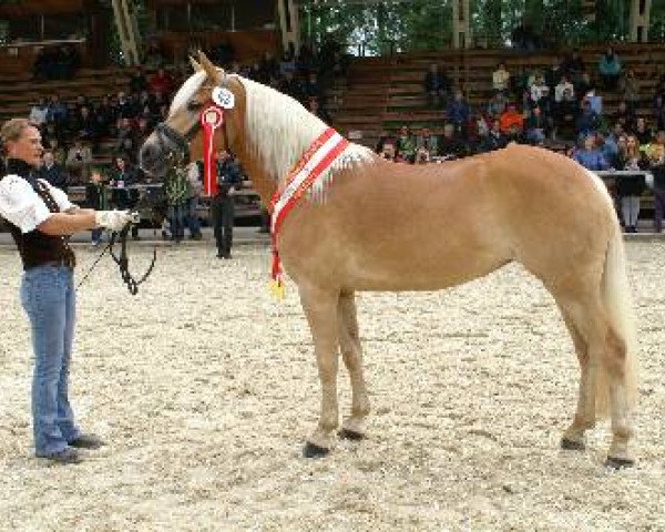 broodmare Buchkogls Britannia (Haflinger, 2009, from Atlantic)