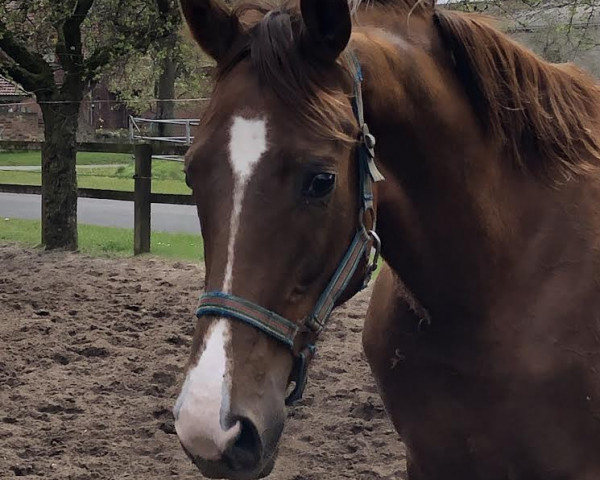 horse Betty (Hanoverian, 2020, from Bon Courage 4)