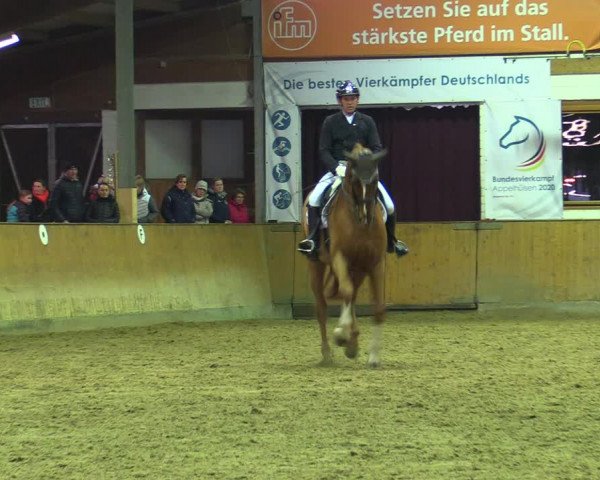 Reitturnier Appelhülsen 2022