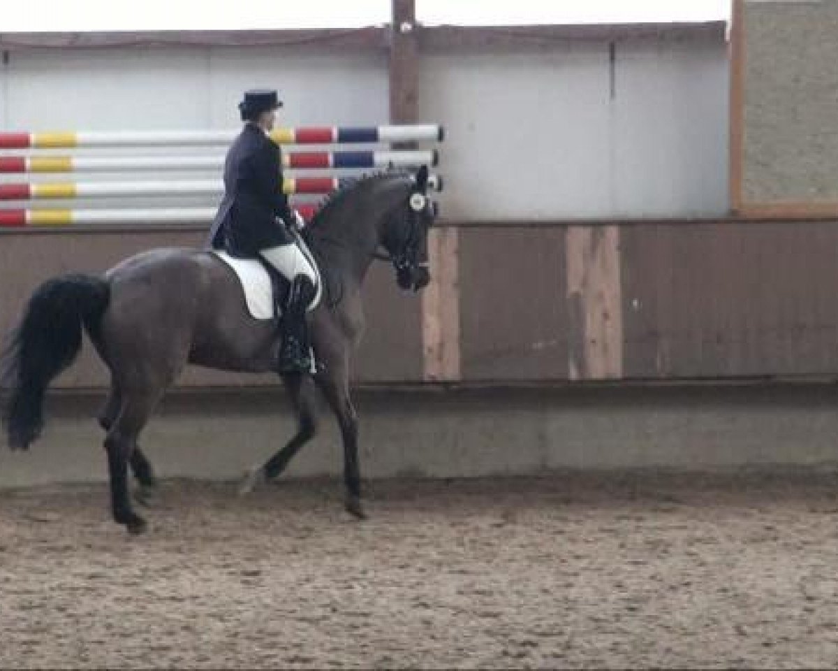 dressage horse Calimero 155 (Rhinelander, 1995, from Carnaby GL)
