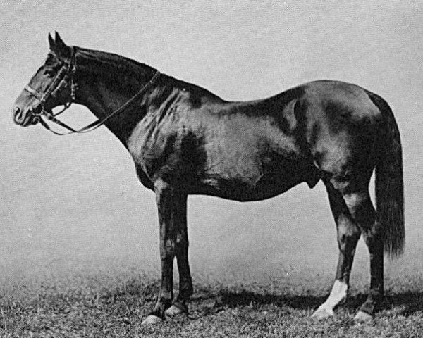 Deckhengst Springfield xx (Englisches Vollblut, 1873, von St Albans xx)