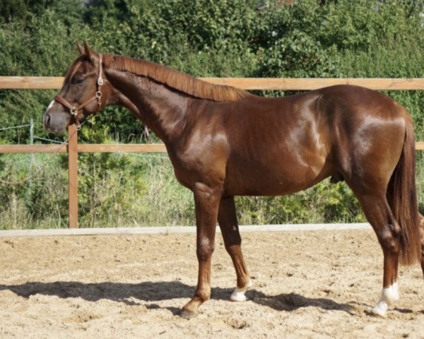 dressage horse Viva Star G (Westphalian, 2020, from Viva Gold OLD)