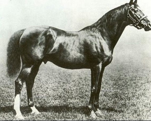 Deckhengst Sainfoin xx (Englisches Vollblut, 1887, von Springfield xx)