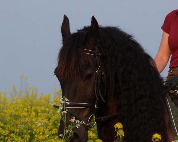 dressage horse Dirk K. (Friese, 2001, from Folkert 353 Sport)
