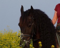 dressage horse Dirk K. (Friese, 2001, from Folkert 353 Sport)