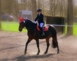jumper Harding (German Riding Pony, 2002, from Henry)