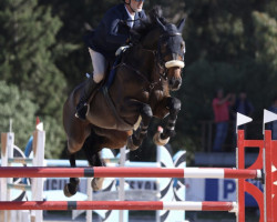 Springpferd Kamaro van 't Siamshof (Belgisches Warmblut, 2010, von Indoctro)