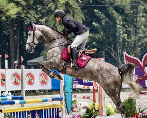 Pferd Chill van Overis Z (Zangersheide Reitpferd, 2018, von Colman)