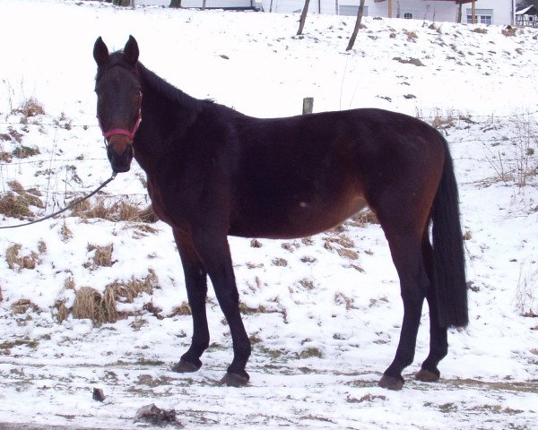 horse Fairytale (Rhinelander, 1986, from Foxtrott)