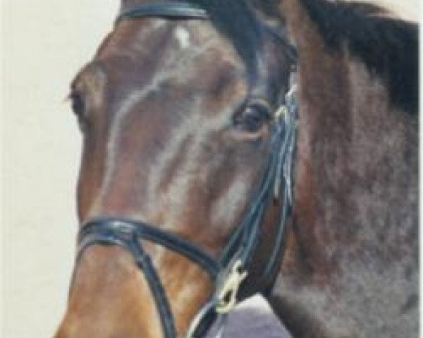 broodmare Chaviva (Holsteiner, 1996, from Contender)
