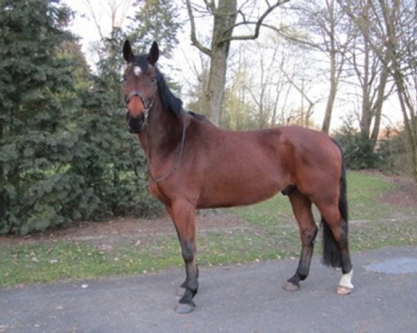 dressage horse Perino (Westphalian, 2000, from Praktiker)