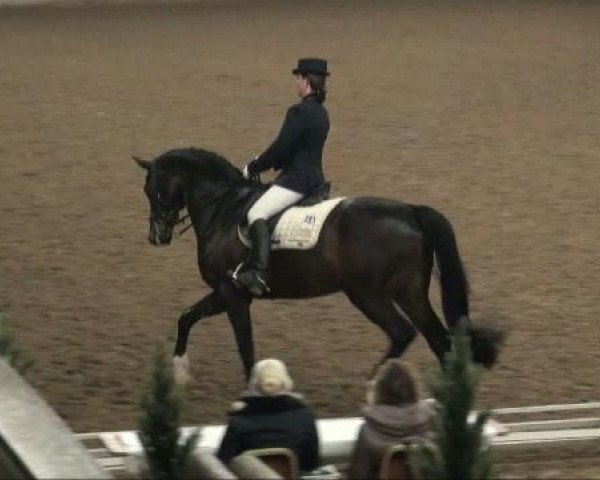 dressage horse Marquis Monet (Westphalian, 2001, from Münchhausen)