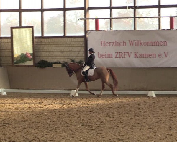 Reitturnier Kamen 2022