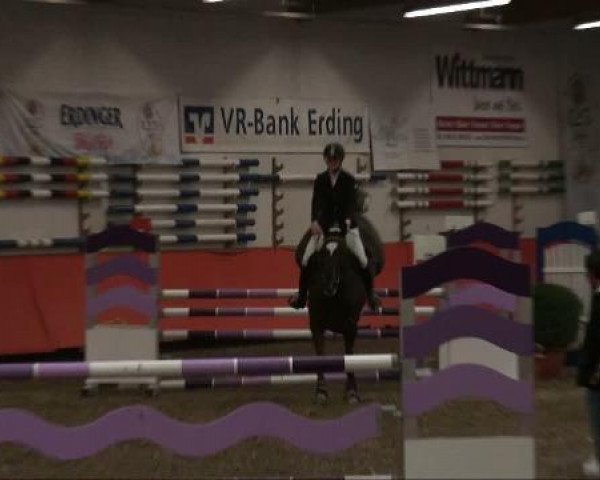 Springpferd Garry 59 (Westfale, 2000, von Gloucester) Springpferd Garry 59 (Westfale, 2000, von Gloucester)