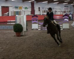 jumper Sultan 578 (Hanoverian, 2001, from Stakkato)