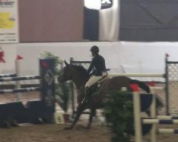 jumper Wisper (KWPN (Royal Dutch Sporthorse), 2003, from Nassau)