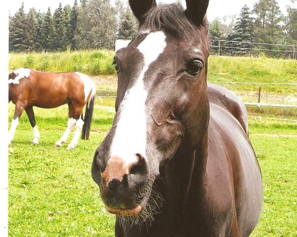 horse Frenzi (Trakehner, 1990)