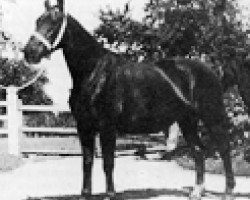 broodmare Dame de Ranville (Anglo-Norman, 1947, from Talisman)