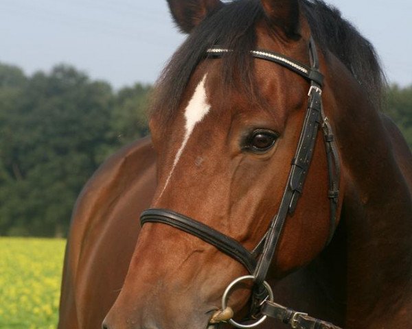 jumper Rocking Relais (Belgian Warmblood, 2001, from Kashmir van't Schuttershof) jumper Rocking Relais (Belgian Warmblood, 2001, from Kashmir van't Schuttershof)