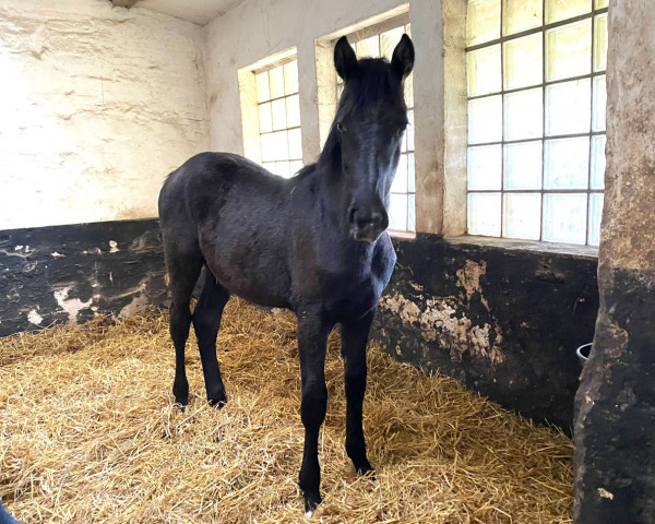 stallion Hengst von Diathago / Cornado I NRW (Westphalian, 2021, from Diathago)