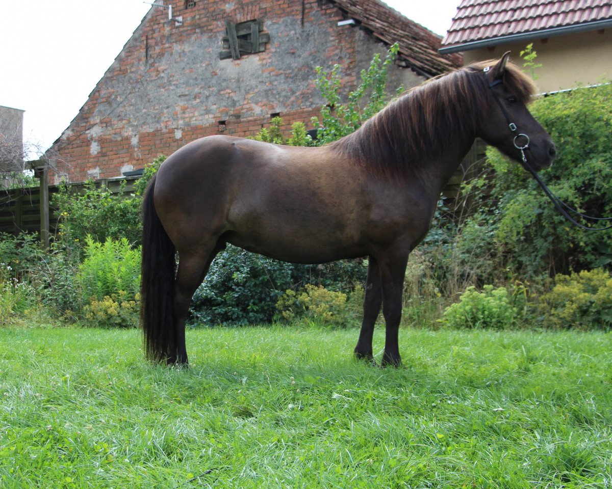 broodmare Freydis vom Laekurhof (Iceland Horse, 2011, from Garri vom Lækurhof)