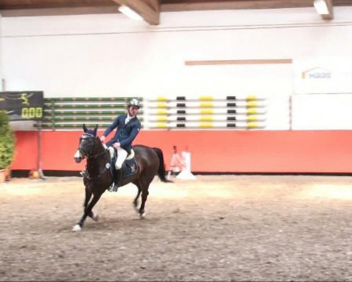 Skokový kůň Serafino 22 (Bavorsko-bádenský teplokrevník, 2005, od Seven Up) - Reiterhof Laurent in München
Samstag, 26. März 2011 
11 2 Stilspringprüfung KL L 