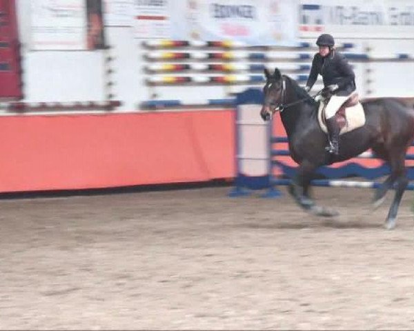 jumper Rudi 146 (Hanoverian, 2004, from Ravallo 115 FIN)