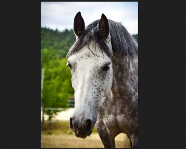 dressage horse Sallins Thyme (Connemara Pony, 2012, from Moonlight Silver Shadow)