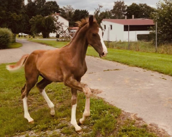horse Hengst von First Deal x Don Olymbrio (Westphalian, 2021, from First Deal)
