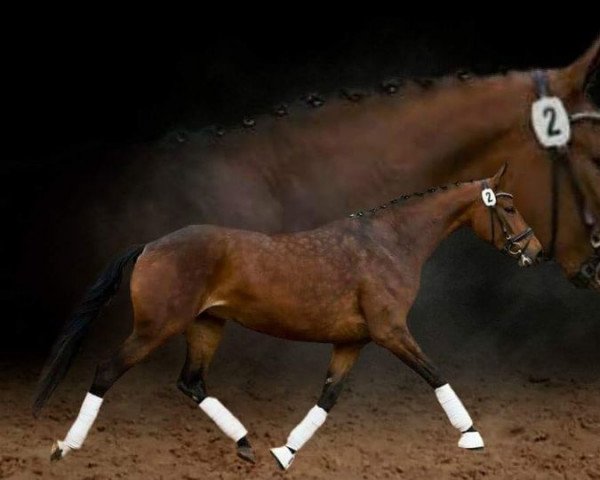 broodmare La Vie (Austrian Warmblood, 2012, from Florencio I)
