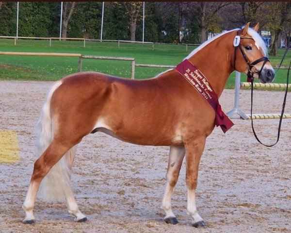 stallion Nachtprinz (H) (Haflinger, 2020, from Nachtstolz)