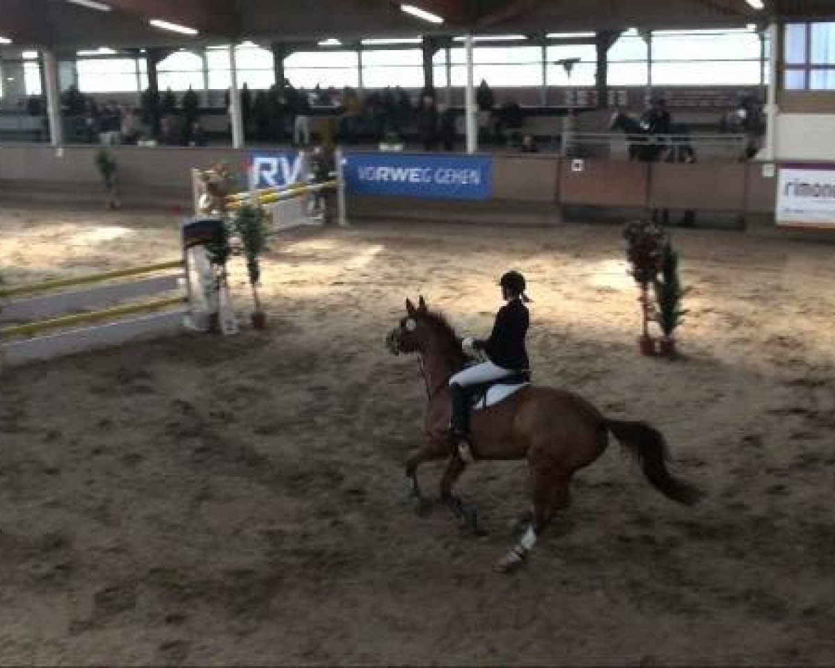 Broodmare Festina (Westphalian, 2000, from Feinsinn) - Alt Marl 2011 
Sonntag 27.03.2011 
06.2 Springprüfung Kl. A**