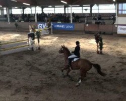 broodmare Festina (Westphalian, 2000, from Feinsinn)