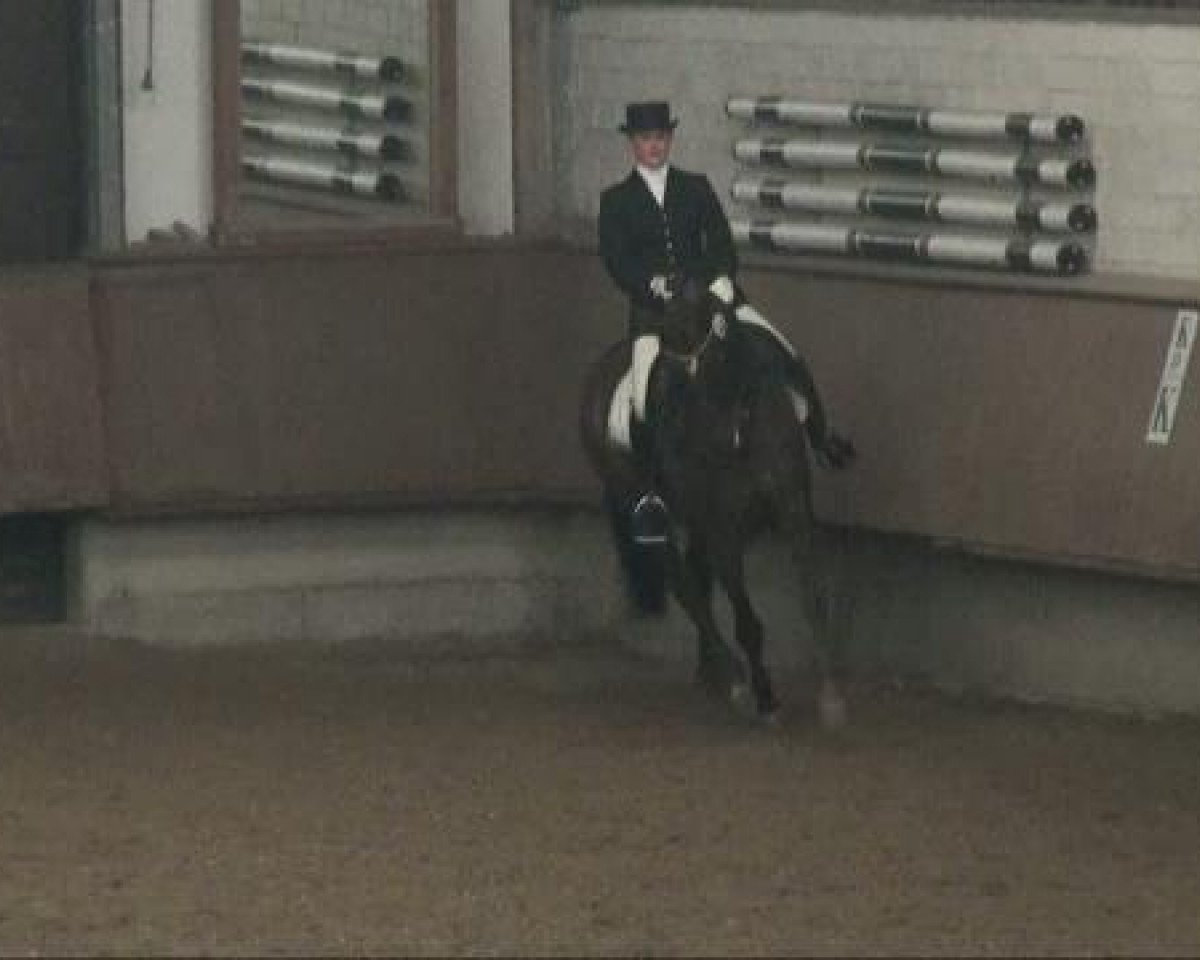 horse Daisy Diamond (Oldenburg, 2002, from Don Gregory)