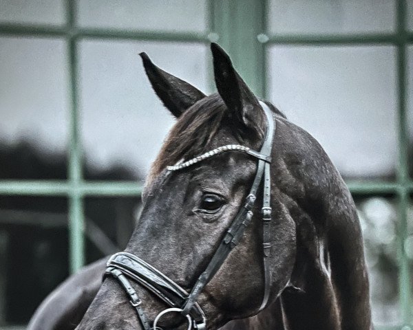 dressage horse Dagobert 120 (German Sport Horse, 2014, from Destano)