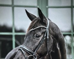 dressage horse Dagobert 120 (German Sport Horse, 2014, from Destano)