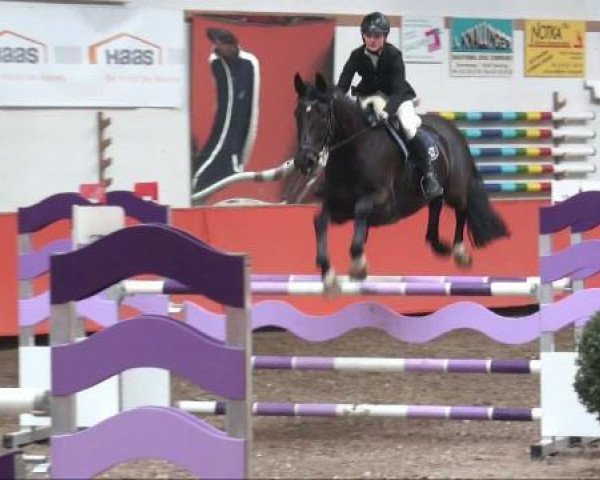 broodmare Cora Sue (Württemberger, 2005, from Charisma)
