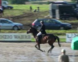 Springpferd Caretina 27 (Deutsches Sportpferd, 2003, von Convoi)