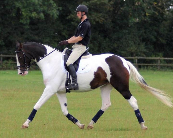 horse Checkmate Roundthorn (KWPN (Royal Dutch Sporthorse), 2007, from Sandreo)