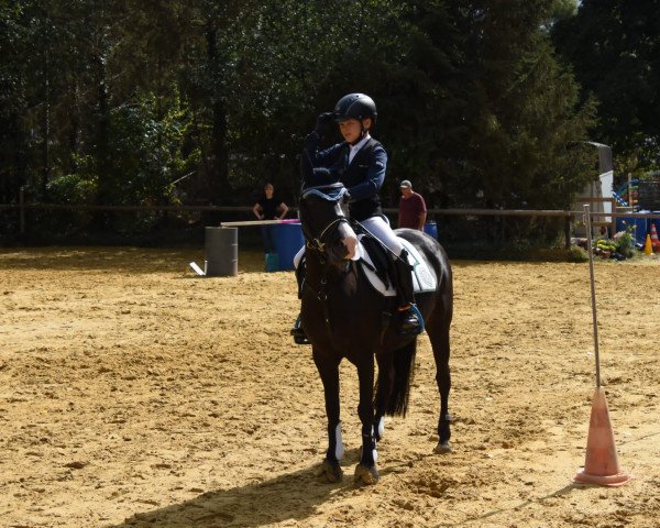 dressage horse Lady Taizen (unknown, 2010)
