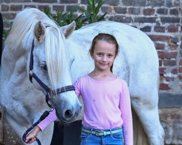 stallion Schwedenlinde's Ziron (Welsh-Cob (Sek. C), 2008, from Zenturio)