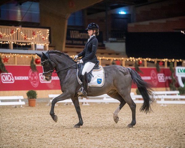 dressage horse Durano 11 (German Riding Pony, 2006, from Diamond)