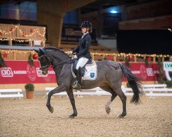 dressage horse Durano 11 (German Riding Pony, 2006, from Diamond)