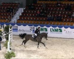 jumper Par Excellence 17 (Westphalian, 2001, from Potential)