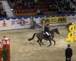 jumper Lucky 1329 (Westphalian, 2003, from Laureus NRW)