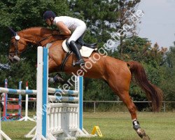 horse Fantasy III (Trakehner, 2000, from Tolstoi)