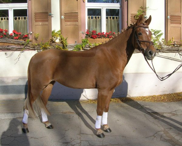 dressage horse Frappucina (German Riding Pony, 2000, from Hopkins)