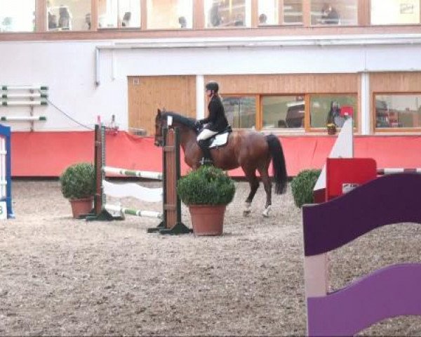 jumper Luron 19 (Hessian Warmblood, 1998, from Lord Silvester)