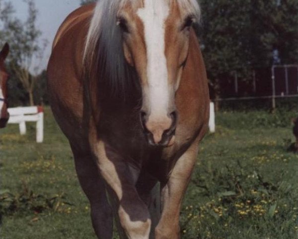 horse Nelvin 3 (Haflinger, 2001, from Nebos II (3,125% ox))